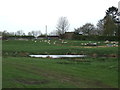 Pond and grazing, Austin