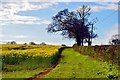 Stalbridge: View Parallel to Park Wall Road of Rapeseed Fields