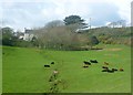 Cow Pasture at Start Farm