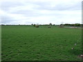 Grazing land, Norton-le-Clay