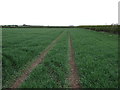 Farm track in field near Rainton