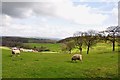 Lodgedale Farm Hiding in the Valley