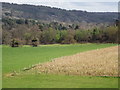 TQ0547 : Farmland South-east of Albury by Colin Smith