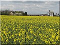 Oilseed rape field at Abington Park Farm