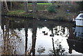 Ducks on the Basingstoke Canal