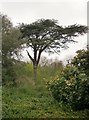 Cedar tree, Chiswick House Gardens