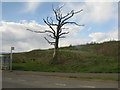 NS7861 : Dead tree on Lancaster Avenue by M J Richardson