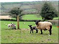 SX7060 : Curious Sheep by Tony Atkin
