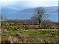 Rough grazings above the Sound of Sleat