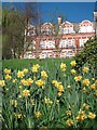 Daffodils at Nuffield Lodge