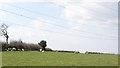 Sheep off Oldway Road