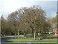 Stand of trees, Tanfield Lea