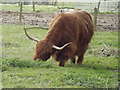 Highland Cow