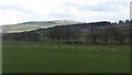 Gulls plus Cairngryffe