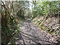 Farm access track below Pantllwyd