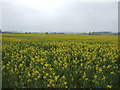 Oilseed rape crop off Hough Road