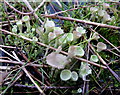 SK4667 : Lichen - Cladonia species by Andrew Hill