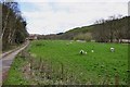 A lambing Field alongside the River Churnet