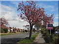 Palatine Road, Durrington