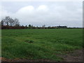 Farmland near Bassingham