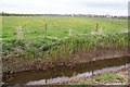 Drainage ditch and field of dandelions