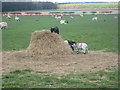 Lambs feeding on haybale