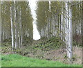 Woodland near Cliffe Hill Quarry