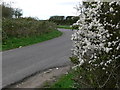 Blackberry blossom along Lubbesthorpe Bridle Road