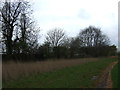 Hedgerow near Fenton