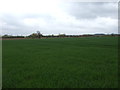 Crop field near Fenton