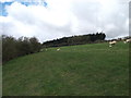 Ewes and lambs being disturbed by Geographer