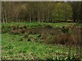 Pond in a marshy field