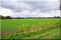 Field adjacent to the Upper Arley Circular Walk, near Upper Arley