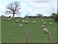 NZ1450 : Grazing sheep by Christine Johnstone