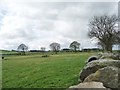 Paddocks at West Newbiggin