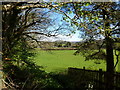 Field framed by roadside trees, near Corntown