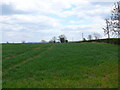 SP2750 : Fields near Thornton Farm by Nigel Mykura