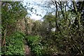 Foxburrow Wood, Lambourne