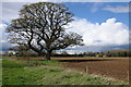 ST9296 : Large oak tree by Philip Halling