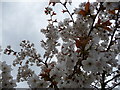 Tree blossom on an April day