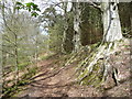 Beech trees on Offa