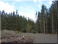 A short logging road, Carnwath Moss