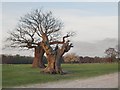 TQ1974 : Ancient pollard oaks at sunset, near Holly Lodge Paddock, Richmond Park by Stefan Czapski