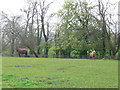 Horses grazing at Claremont Equestrian Centre