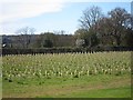 New grape vines at Carr Taylor Vineyard