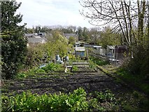 NU2406 : Allotment at The Butts, Warkworth by Andrew Curtis