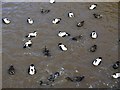 Common Eider (Somateria mollissima), Amble Harbour