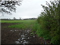 Field near Babbinswood Farm