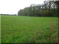 Fields and wood near Babbinswood Farm