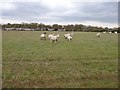 Sheep and lambs by Deanland residential park